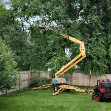 How Our Tree Care Process Works  in Elkins, AR